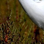 Aigrette Garzette IMG 0925